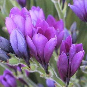 10 Babiana stricta Blue Seeds - South African Indigenous Bulbs, Bulb, Bulbous Plants