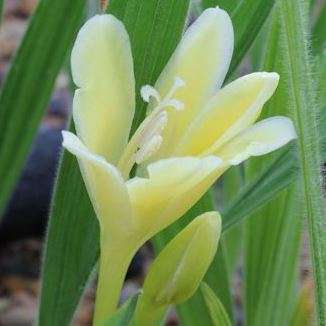 5 Babiana vanzyliae Seeds - Buy Seeds for South African Indigenous Bulbs -Combined Global Shipping