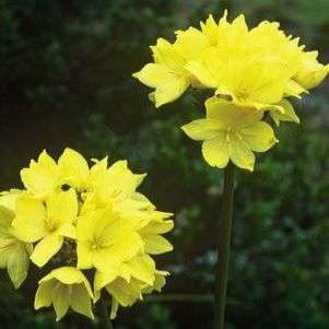 5 Bobartia robusta Seeds - Indigenous South African Native Bulb - Insured Flat Ship Rate