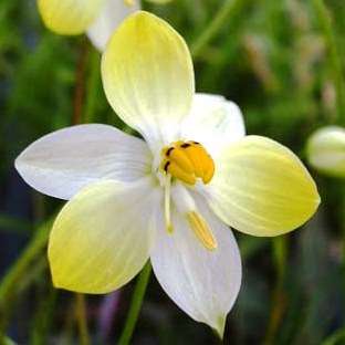 5 Cyanella alba Seeds - Indigenous South African Native Bulb - Insured Flat Ship Rate