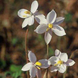 5 Cyanella alba Seeds - Indigenous South African Native Bulb - Insured Flat Ship Rate