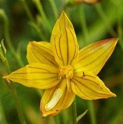 5 Cyanella lutea Seeds - Indigenous South African Native Bulb - Insured Flat Ship Rate