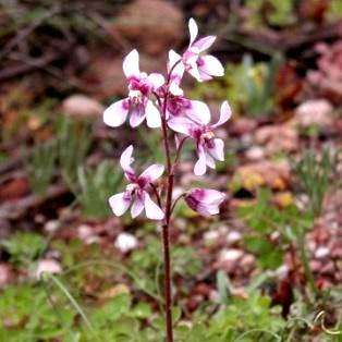 10 Cyanella orchidiformis Seeds - Indigenous South African Perennial Edible Bulb