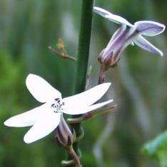 10 Creeping campanula Seeds - Cyphia volubilis - Indigenous South African Native Perennial Bulb