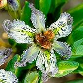 4 Ferraria ferrariola Seeds - Indigenous South African Perennial Bulb - Flat Insured Ship Rate