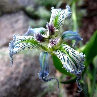 10 Ferraria ferrariola Seeds - Indigenous South African Perennial Bulb - Flat Insured Ship Rate