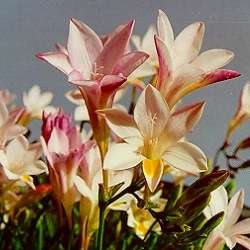 5 Freesia leichtlinii Seeds - Most Fragrant South African Indigenous Perennial Bulb