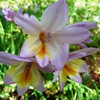 10+ Freesia leichtlinii Seeds - Indigenous South African Endemic Perennial Bulb - Combined Ship Rate