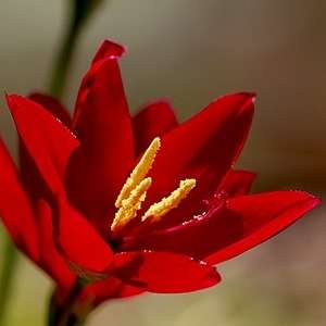 Geissorhiza inflexa Seeds - Indigenous South African Perennial Bulb - Flat Ship Rate