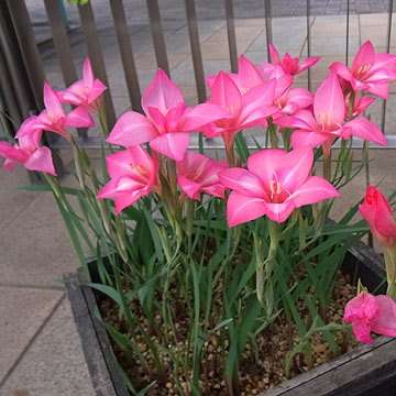 5 Gladiolus carmineus Seeds - Cliff gladiolus - Indigenous South African Native Perennial Bulb