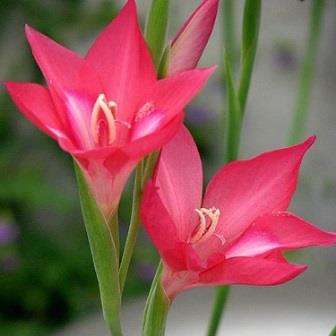 5 Gladiolus carmineus Seeds - Cliff gladiolus - Indigenous South African Native Perennial Bulb