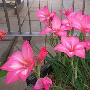 10 Gladiolus carmineus Seeds - Cliff gladiolus - Indigenous South African Native Perennial Bulb