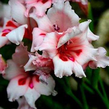 10 Gladiolus carneus (macowanianus) Seeds - Indigenous South African Native Perennial Bulb