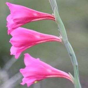 5 Gladiolus caryophyllaceus Seeds - Indigenous South African Native Perennial Bulb