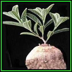Raphionacme hirsuta - 10 Seed Pack - Indigenous Caudiciform Succulent - Flat Ship Rate - NEW