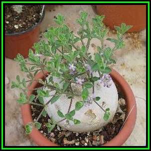 Raphionacme hirsuta - 4 Seed Pack - Indigenous Caudiciform Succulent - Flat Ship Rate - NEW