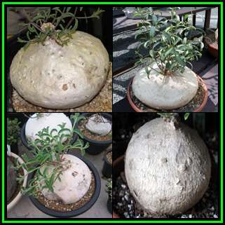 Raphionacme dyeri Seeds - Indigenous Caudiciform Succulent - Flat Ship Rate - NEW