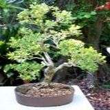 5 Acacia davyi Bonsai Seeds - Cork Thorn Tree Seeds - Beautiful Hardy Indigenous Tree
