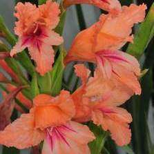 Gladiolus oppositiflorus ssp salmoneus Seeds - Indigenous South African Native Perennial Bulb