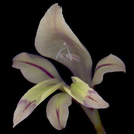 Gladiolus permeabilis Seeds - Indigenous South African Native Perennial Bulb - Flat Ship Rate