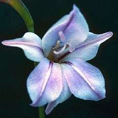 Gladiolus wilsonii Seeds - Indigenous South African Native Perennial Bulb Seeds from Africa