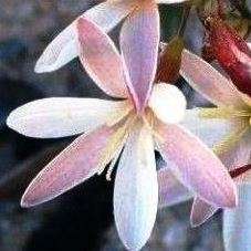 5 Hesperantha falcata Seeds - Indigenous South African Perennial Bulb Seeds From Africa