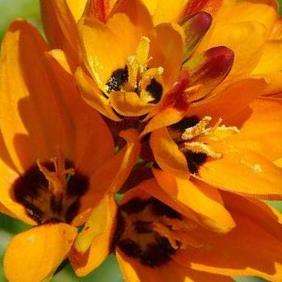 10 Ixia maculata Seeds - Indigenous South African Bulb Seeds For Sale + FREE SEEDS