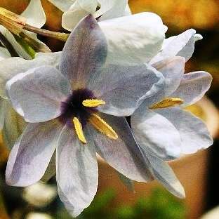 5 Ixia monadelpha Seeds - Indigenous South African Native Perennial Bulb Seed from Africa