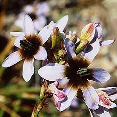 Ixia monadelpha Seeds - Indigenous South African Native Perennial Bulb Seed from Africa
