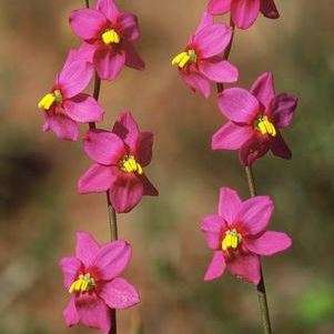 5 Ixia scillaris Seeds - Indigenous South African Bulb Seeds + FREE SEEDS with ALL orders