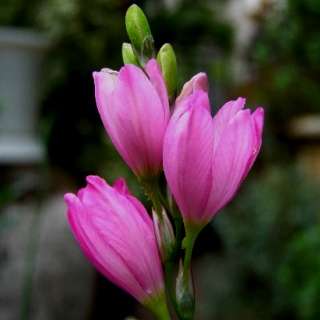 Ixia trifolia Seeds - Indigenous South African Bulb Seeds For Sale From South Africa