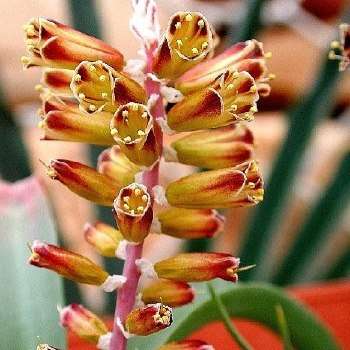5 Lachenalia isopetala Seeds - Indigenous South African Native Perennial Bulbous Plant Seeds