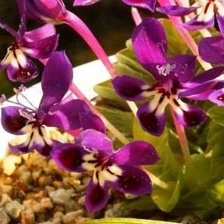 Lapeirousia pyramidalis ssp. regalis Seeds - Indigenous - African Native Perennial Bulb Seeds
