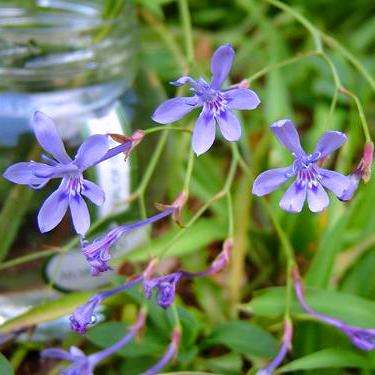 10 Lapeirousia sandersonii Seeds - Indigenous South African Bulb Seeds For Sale in South Africa