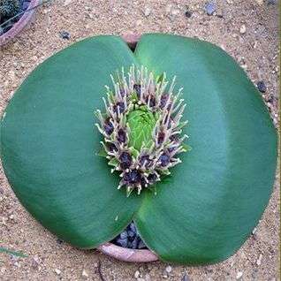 Massonia depressa Seeds - Indigenous Bulb South African Seeds from Africa - Flat Ship Rate
