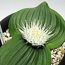10 Massonia echinata Seeds - Indigenous South African Native Perennial Bulb Seeds from Africa