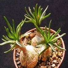 10 Ornithogalum sardienii Seeds - Buy Indigenous Plant Seeds in South Africa Bulb Seeds from Africa