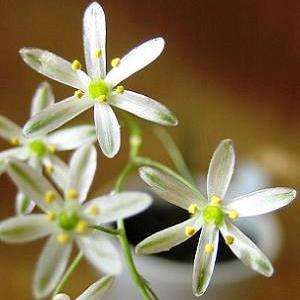 5 Ornithogalum sardienii Seeds - Buy Indigenous Plant Seeds in South Africa Bulb Seeds from Africa