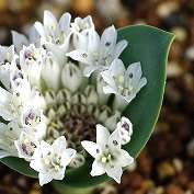 10 Lachenalia ensifolia ssp ensifolia Seeds- Indigenous Perennial Bulb South African Seeds
