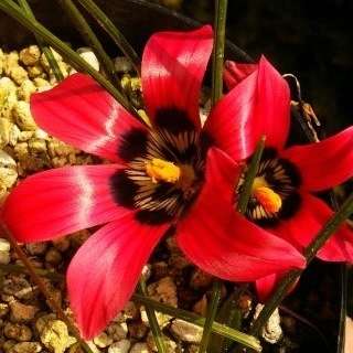 10 Romulea amoena Seeds - Indigenous South African Bulbs Seeds For Sale From South Africa