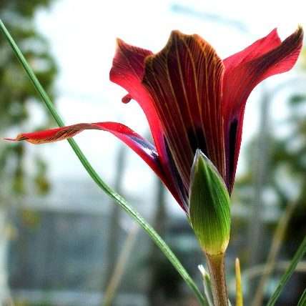 Romulea monadelpha Seeds - Indigenous Perennial Bulb - South African Seeds From Africa
