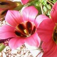 10 Romulea sabulosa Seeds - Perennial Bulb Indigenous South African Seeds from Africa