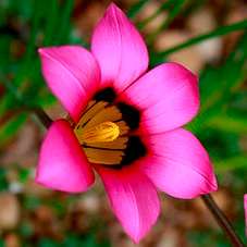 5 Romulea subfistulosa Seeds - Perennial Bulb - Indigenous South African Seeds from Africa