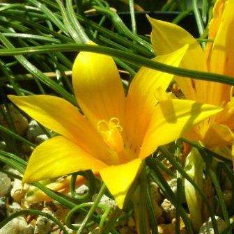 Romulea tortuosa ssp tortuosa Seeds - Perennial Bulb Indigenous South African Seeds from Africa