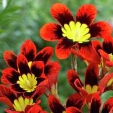 10 Sparaxis tricolor Seeds - Indigenous South African Bulbs Seeds For Sale + Free Gifts!!