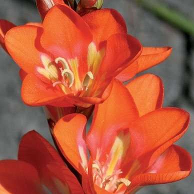 10 Tritonia crocata Seeds - Perennial Bulbous Plant - Indigenous South African Seeds from Africa