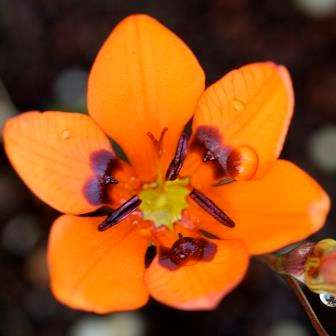 Tritonia deusta Seeds - Perennial Bulb - Indigenous South African Seeds from Africa