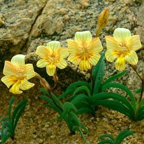 10 Tritonia florentiae Seeds - Perennial Bulb - Indigenous South African Native Seeds from Africa
