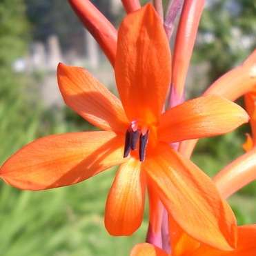 Watsonia angusta Seeds - Indigenous South African Bulb Seeds from Africa - Perennial