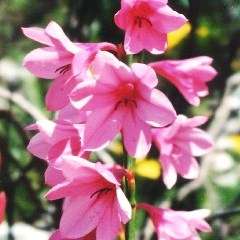 10 Watsonia borbonica Seeds - Indigenous South African Bulb Seeds For Sale From Africa